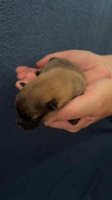 Les chiots de Volpino Italiano