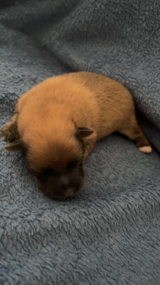 Les chiots de Volpino Italiano