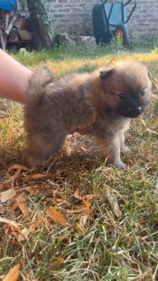 Les chiots de Volpino Italiano