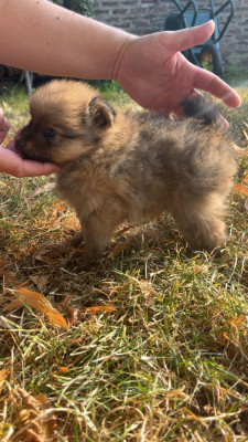 Les chiots de Volpino Italiano