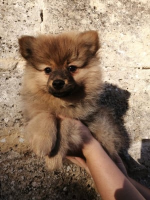 Les chiots de Volpino Italiano