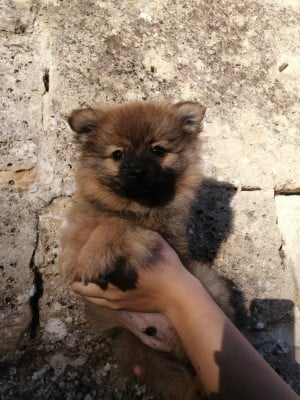 Les chiots de Volpino Italiano