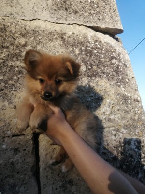 Les chiots de Volpino Italiano