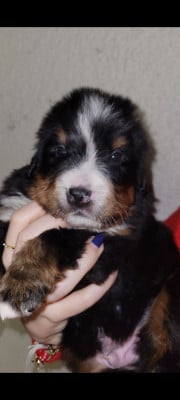 Les chiots de Bouvier Bernois