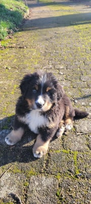 Les chiots de Bouvier Bernois