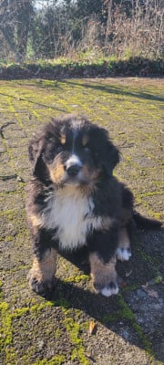 Les chiots de Bouvier Bernois