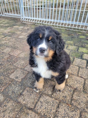 Les chiots de Bouvier Bernois