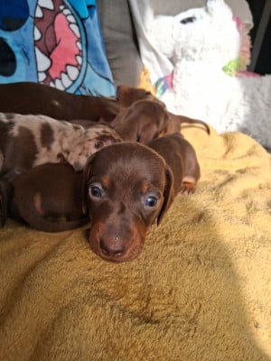 Les chiots de Teckel poil ras