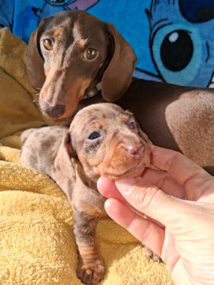 Les chiots de Teckel poil ras