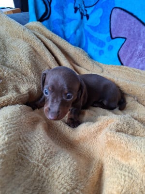 Les chiots de Teckel poil ras