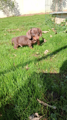 Les chiots de Teckel poil ras