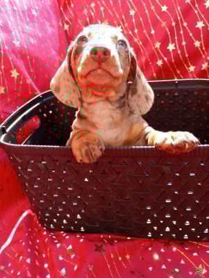 Les chiots de Teckel poil ras