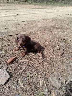 Les chiots de Teckel poil ras
