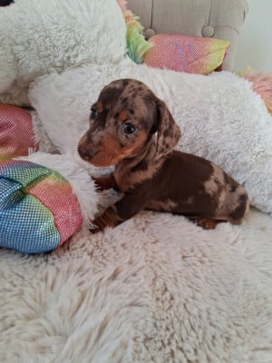 Les chiots de Teckel poil ras