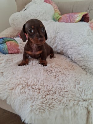 Les chiots de Teckel poil ras