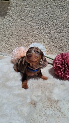 Les chiots de Teckel poil ras