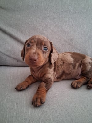 Les chiots de Teckel poil ras