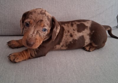 Les chiots de Teckel poil ras