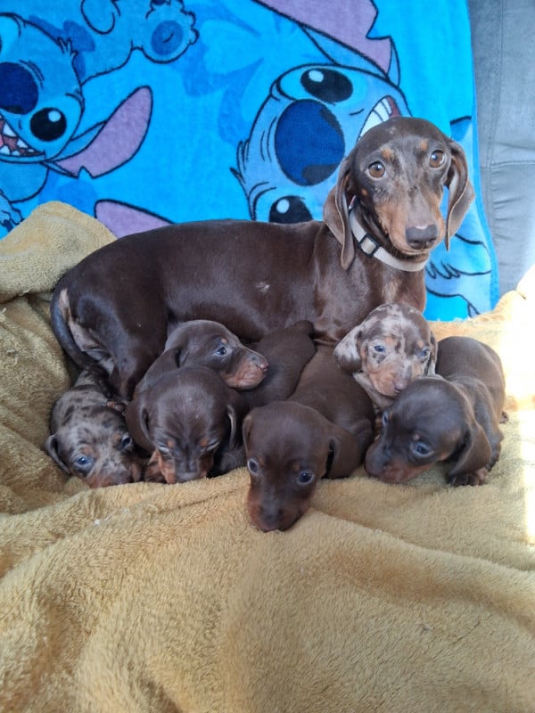 Teckel poil ras - Du Coin Des Canailles