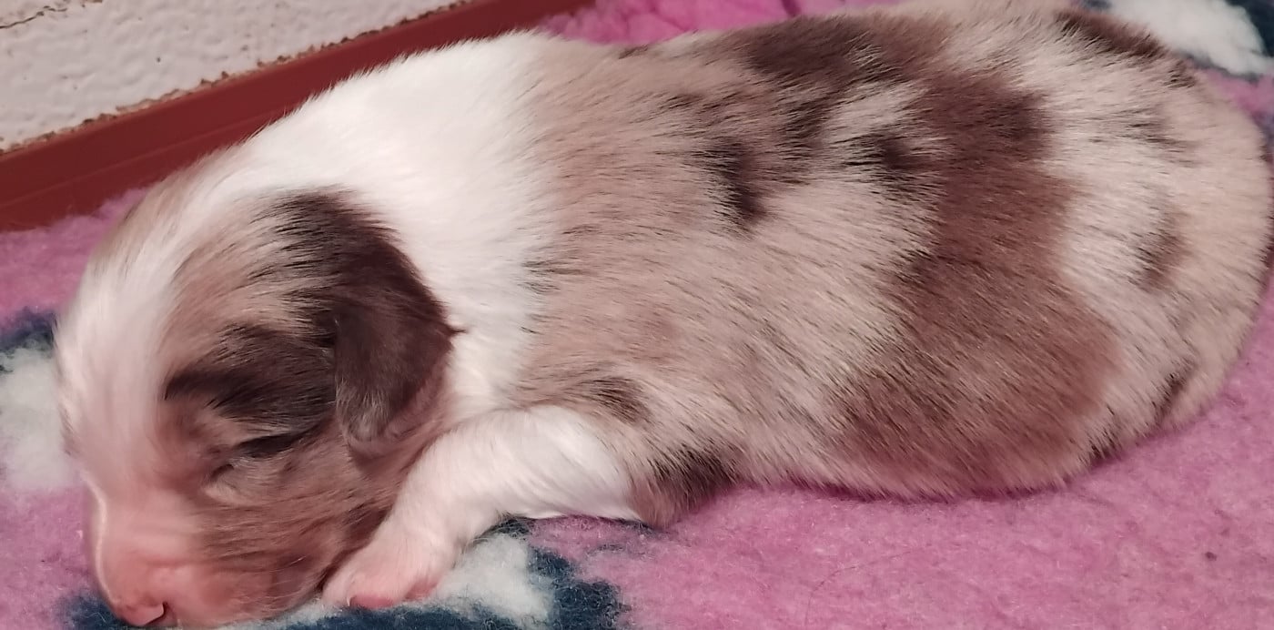 Chiot N°2 - Berger Australien