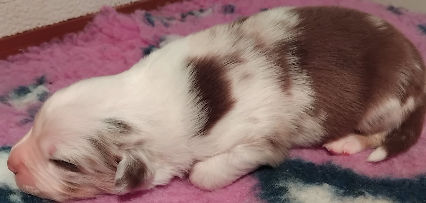 Chiot N°3 - Berger Australien