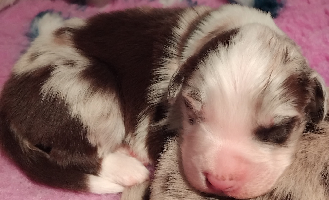 Chiot N°5 - Berger Australien