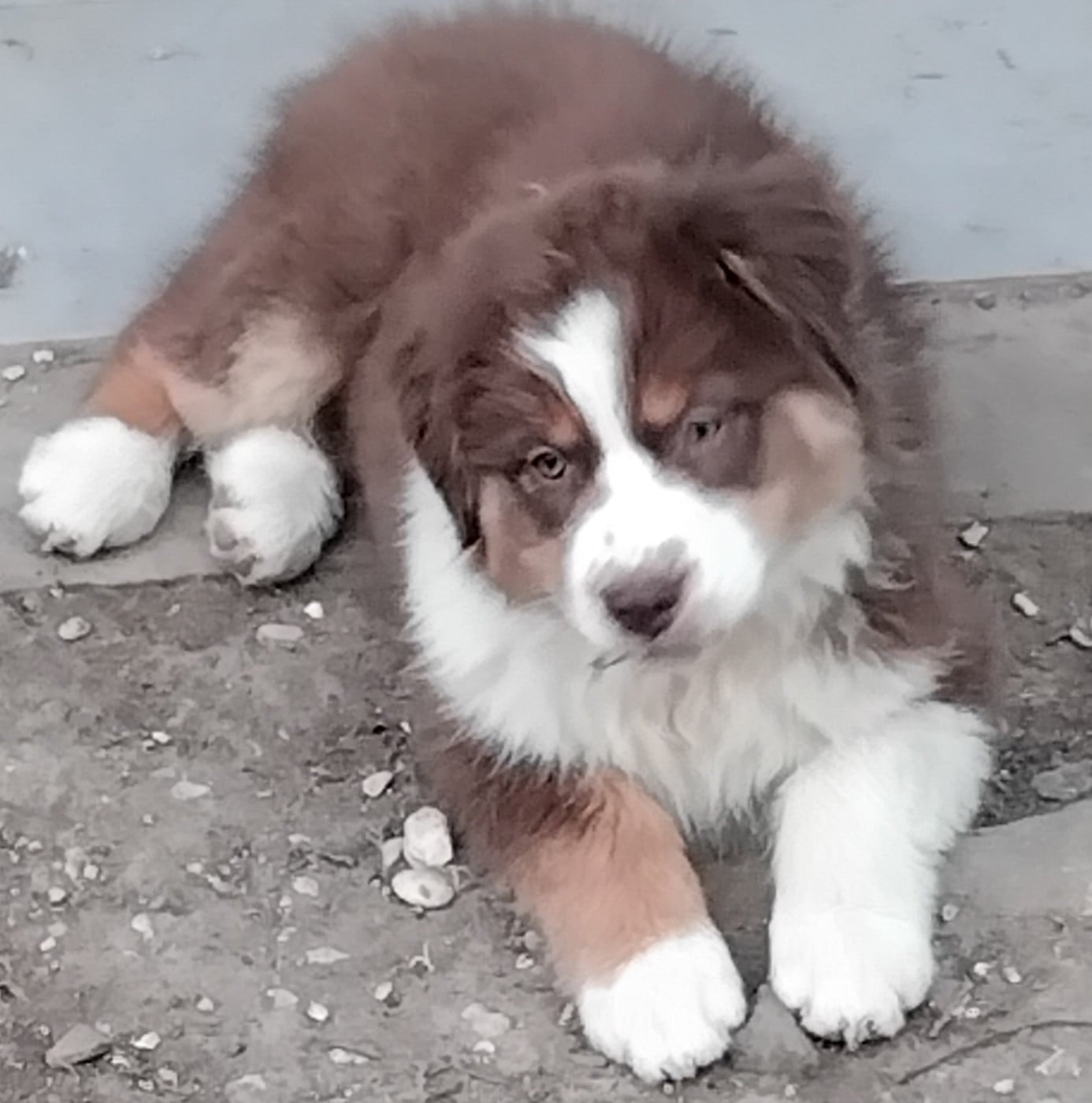 Chiot N°1