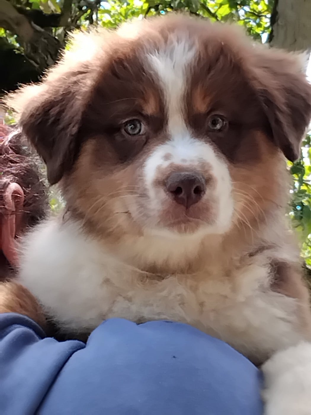 Chiot N°1
