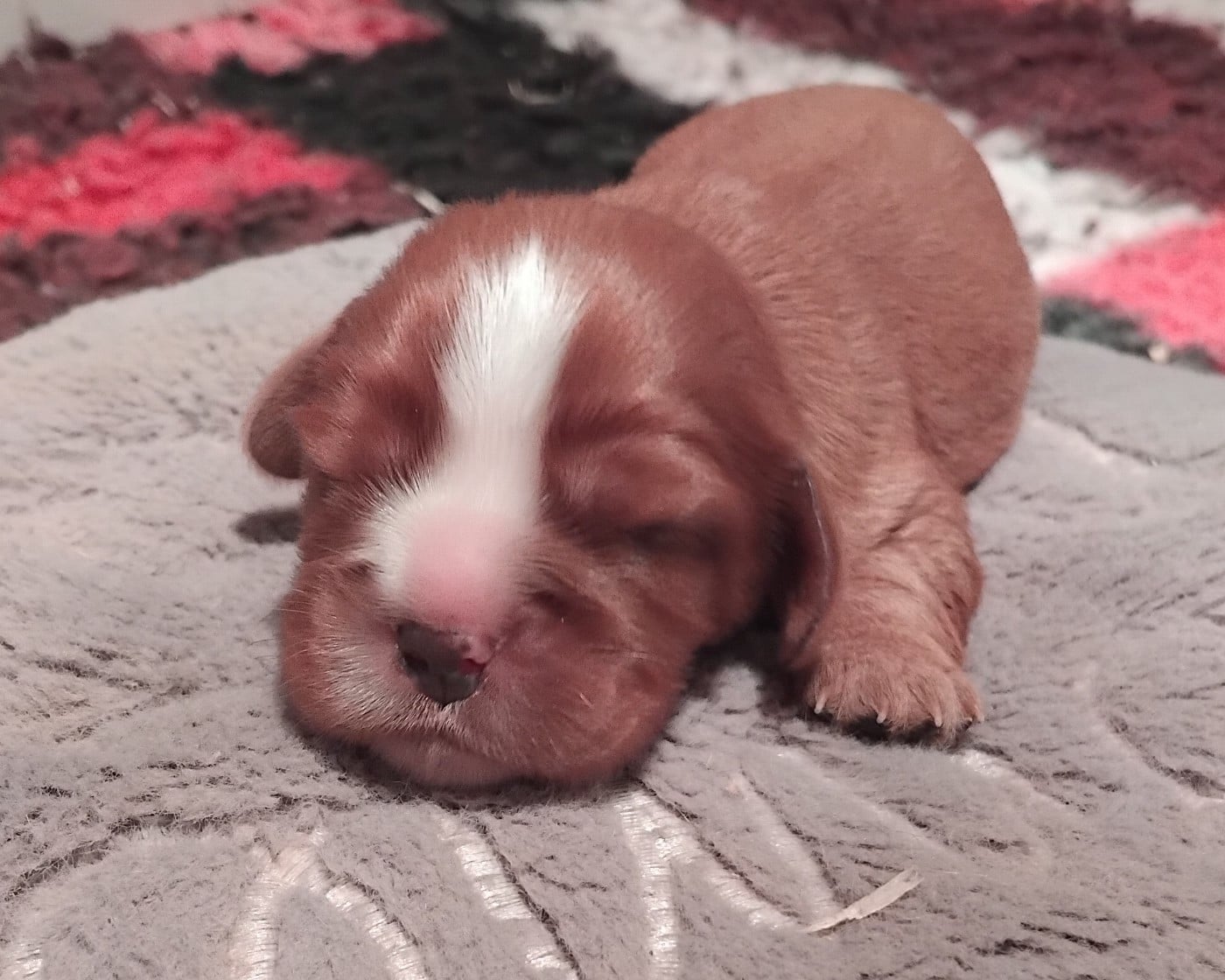 CHIOT 2 - Cavalier King Charles Spaniel