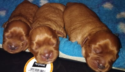 Les chiots de Cavalier King Charles Spaniel