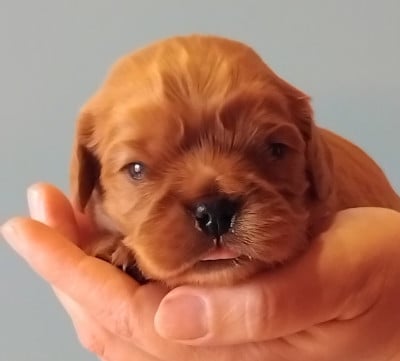 Les chiots de Cavalier King Charles Spaniel