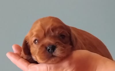 Les chiots de Cavalier King Charles Spaniel