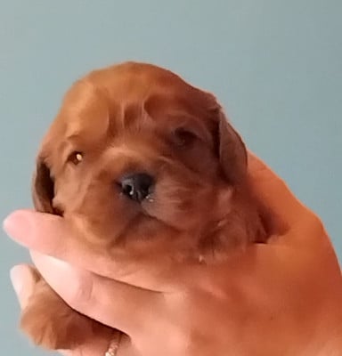 Les chiots de Cavalier King Charles Spaniel