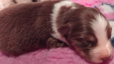 Les chiots de Berger Australien