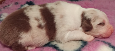 Les chiots de Berger Australien