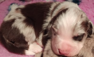 Les chiots de Berger Australien