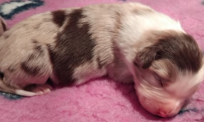 Les chiots de Berger Australien