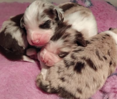 Les chiots de Berger Australien
