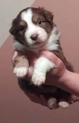 Les chiots de Berger Australien