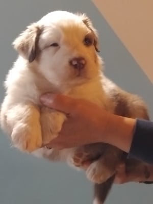 Les chiots de Berger Australien