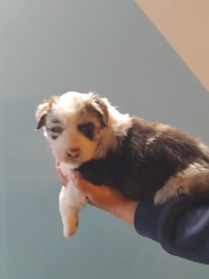 Les chiots de Berger Australien