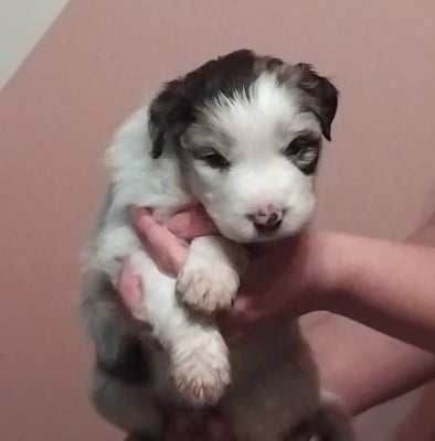 Les chiots de Berger Australien