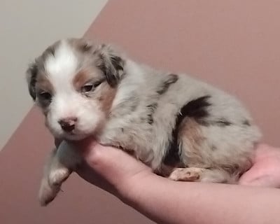 Les chiots de Berger Australien