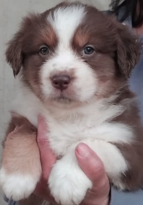 Les chiots de Berger Australien