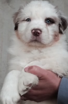 Les chiots de Berger Australien