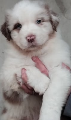 Les chiots de Berger Australien