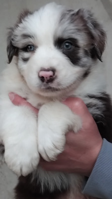 Les chiots de Berger Australien