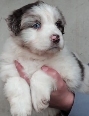 Les chiots de Berger Australien