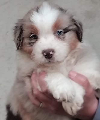 Les chiots de Berger Australien