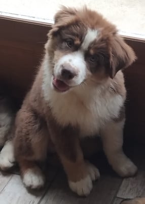 Les chiots de Berger Australien